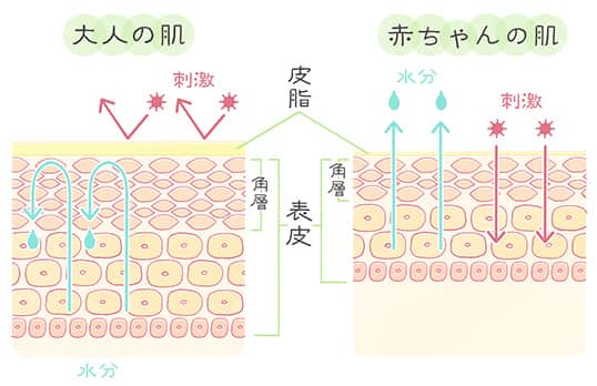 大人と赤ちゃんの肌の比較